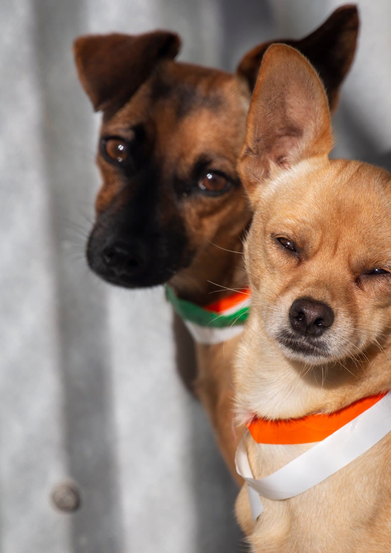 Cientos de mascotas quedaron desplazadas luego de los terremotos que han afectado a la parte sur de la Isla del Encanto.