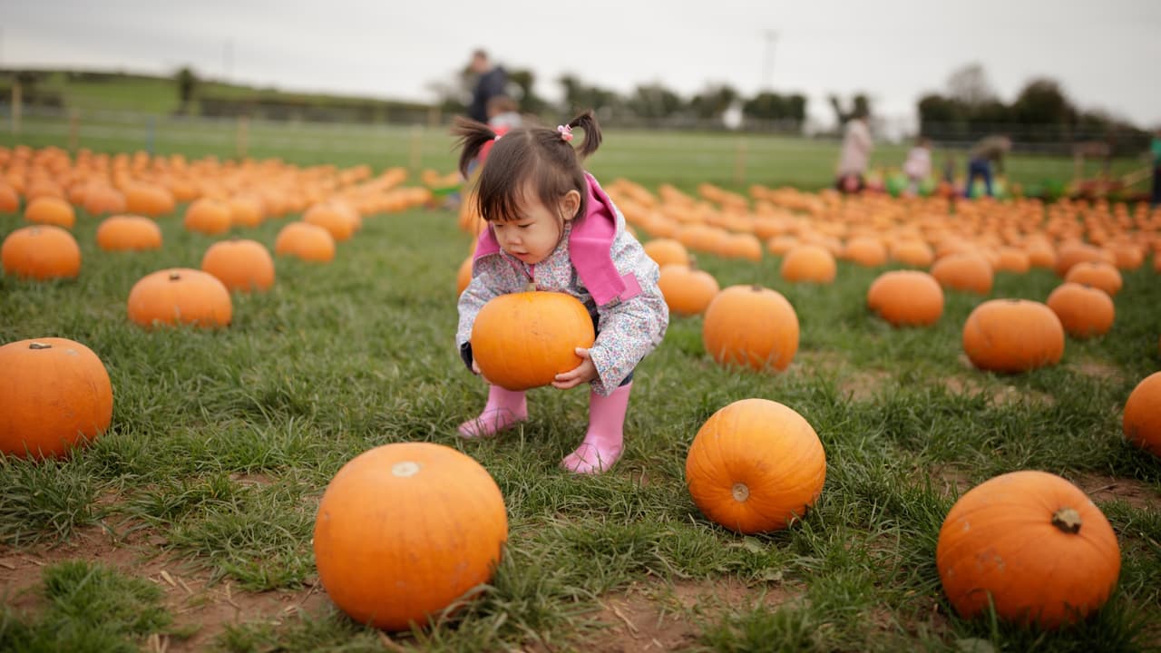 <h3 class="cms-H3-H3">En resumen 🍁 </h3>👉🏻
<b>Desde el 17 de septiembre:</b> arrancan los eventos de otoño con escenarios fotográficos en el norte de Texas.
<br>👉🏻
<b>Fotos nocturnas:</b> Pumpkin Nights (Arlington) y Mainstay Nights (Cleburne) ofrecen recorridos iluminados.
<br>👉🏻
<b>Gratis: </b>Huffhines Harvest Fest, el 17 y 18 de octubre en Richardson.
<br>👉🏻
<b>Presupuesto:</b> varios lugares cobran entrada, estacionamiento y actividades por separado.
<br>
<br>
<a href="https://www.whatsapp.com/channel/0029VafZxTzGpLHXXhtL0Y3A" target="_blank">📲 Únete a nuestro canal de WhatsApp: Haz clic aquí para estar al tanto de las últimas noticias e historias de tu comunidad</a>