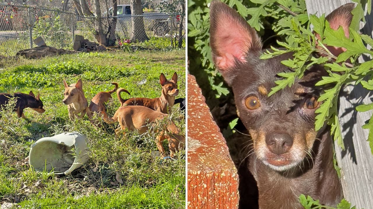 Tras la muerte de su dueño, 21 perritos buscan un nuevo hogar; te decimos cómo ser voluntario