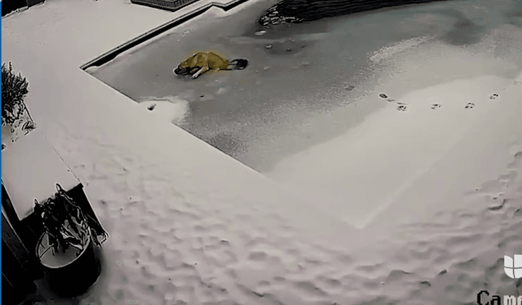 Recordamos la histórica tormenta invernal. Esta no solo afectó a personas, también a las mascotas. Un caso memorable fue el rescate de un perro que cayó al agua congelada de una piscina.