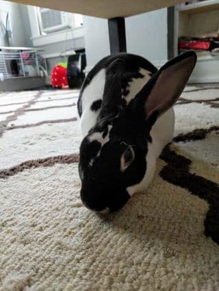 Esta coneja es la mascota de Dorothy.