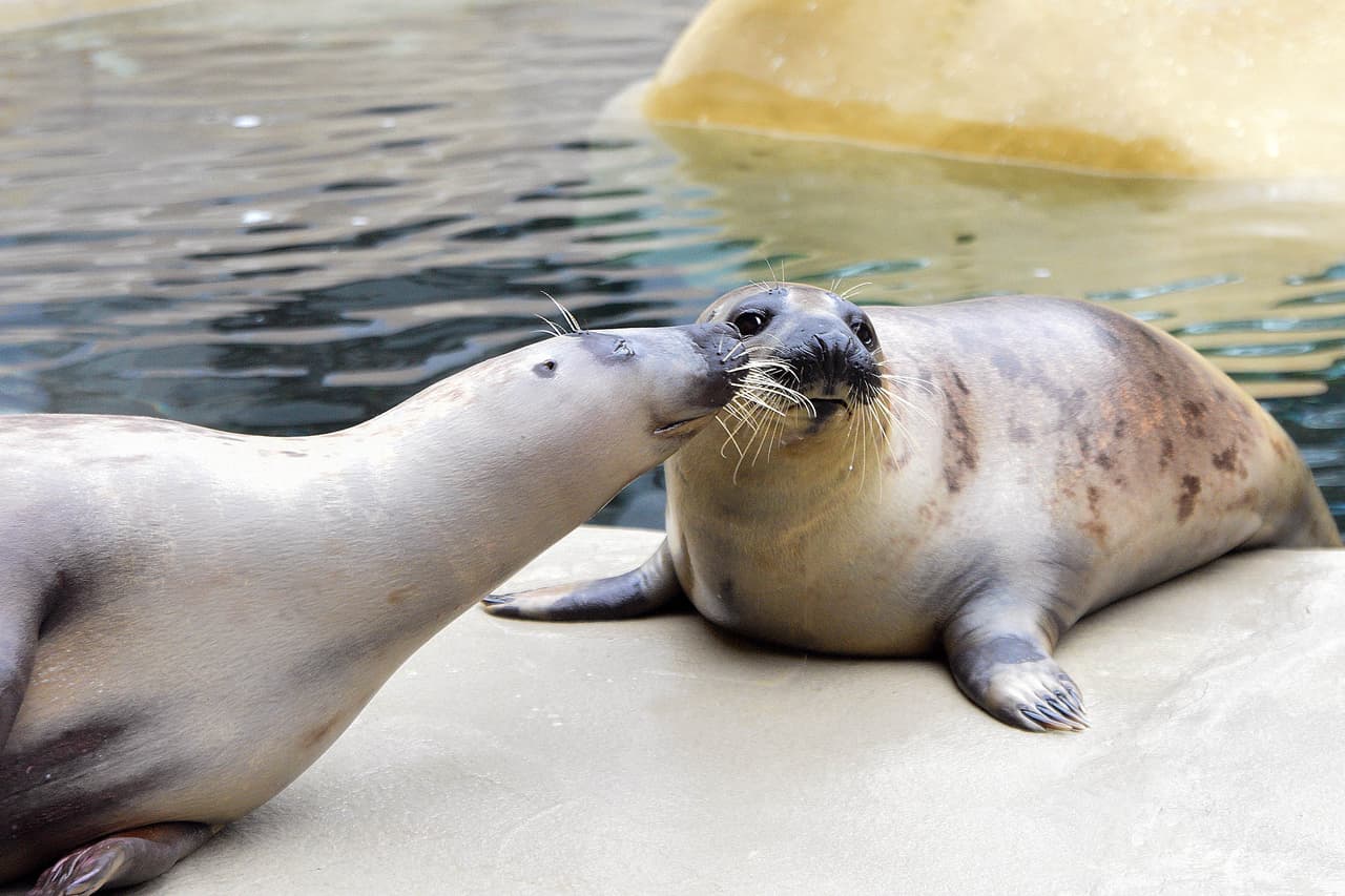 Peanut y Celia, las dos focas grises, el jueves 30 de diciembre.