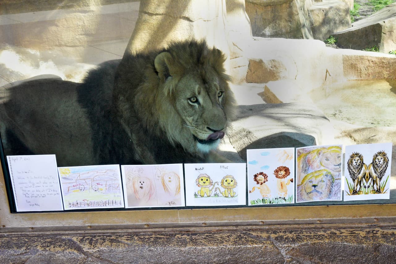 Los dos leones africanos llegaron al zoológico a mediados de marzo.