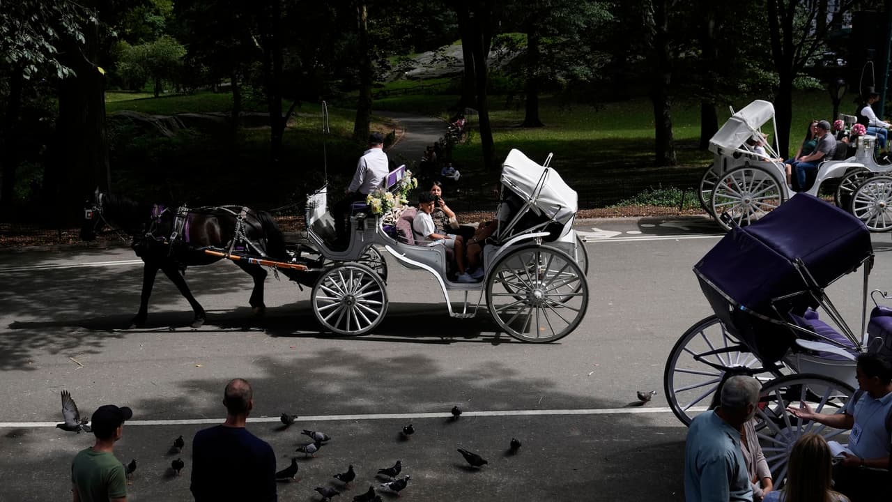 Nueva York debate prohibir carruajes tirados por caballos tras muerte de turista en Central Park