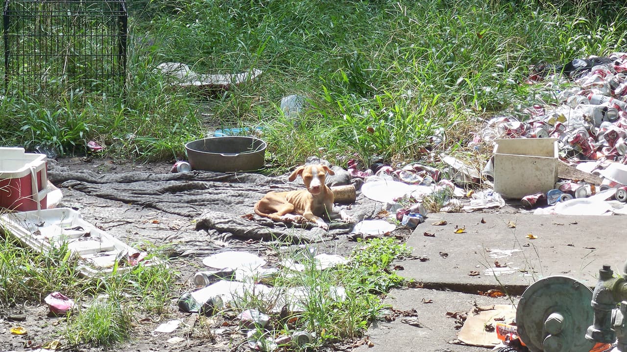Las autoridades rescataron del patio de una casa a varios perros que vivían sin comida, agua, infestados con parásitos e infecciones en la piel.