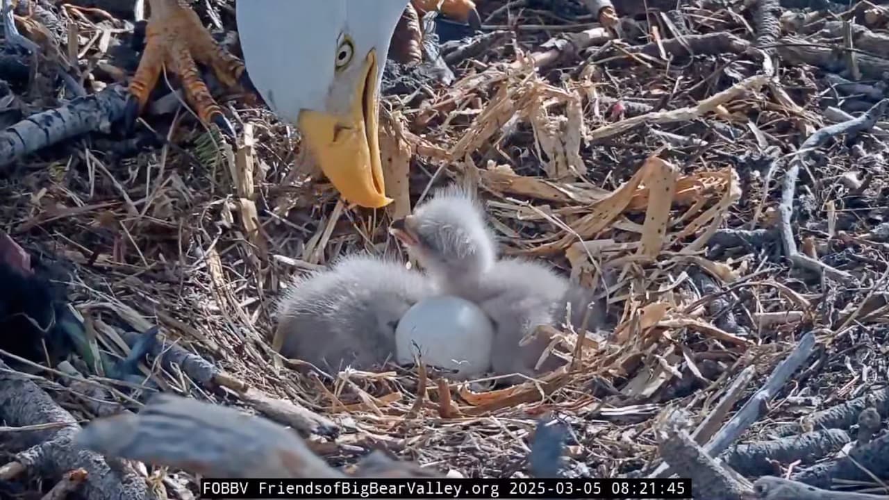 Las imágenes en vivo muestran a los polluelos interactuando con sus padres, recibiendo alimento y moviéndose dentro del nido. Su crecimiento será seguido de cerca por miles de admiradores.