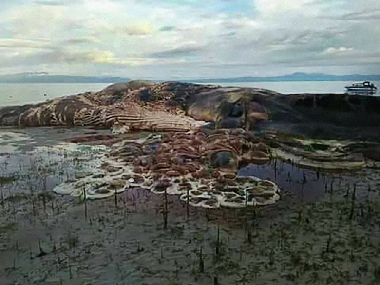 Funcionarios locales han asegurado que se realizaran las pruebas científicas necesarias para determinar si es una ballena o un calamar. El estado avanzado de descomposición en que se encuentra complica su identificación.