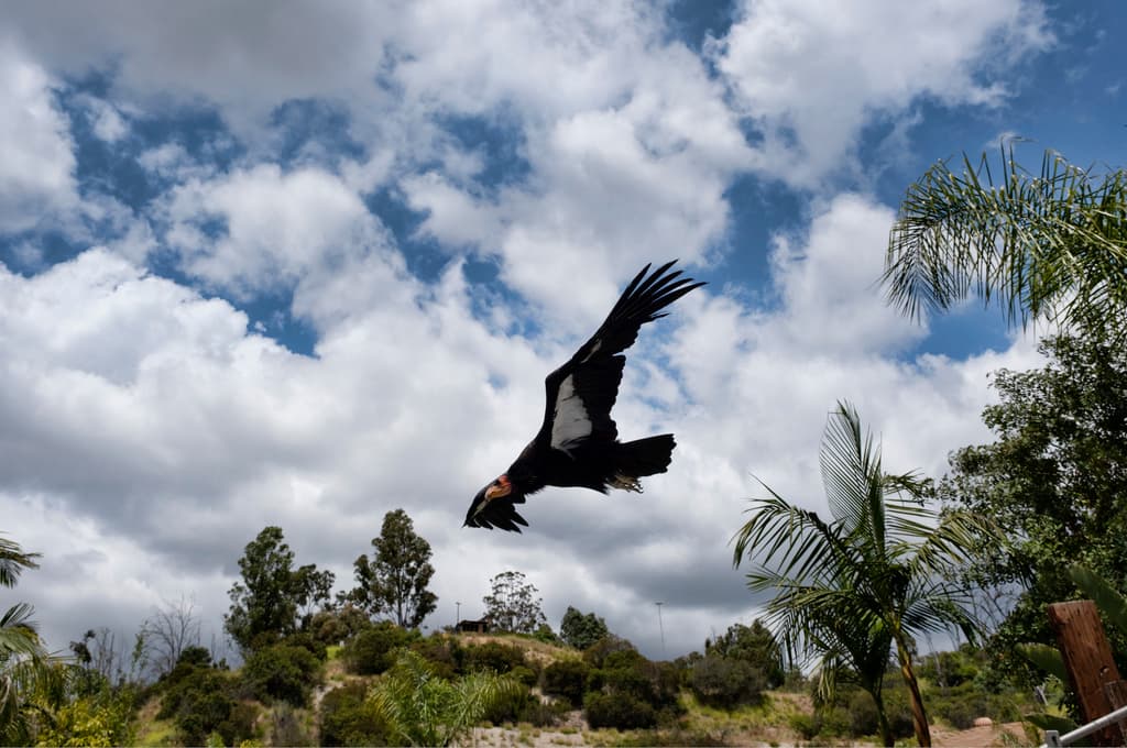 Anteriormente, los enemigos de esta especie fueron los insecticidas, como el DDT que los envenenó, y los cazadores, durante la llamada Fiebre del Oro.