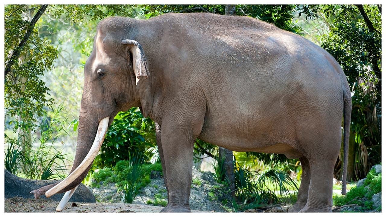 El Zoológico de Miami informó este jueves la muerte de Dalip, uno de los más icónicos y queridos animales que habitaban el lugar.