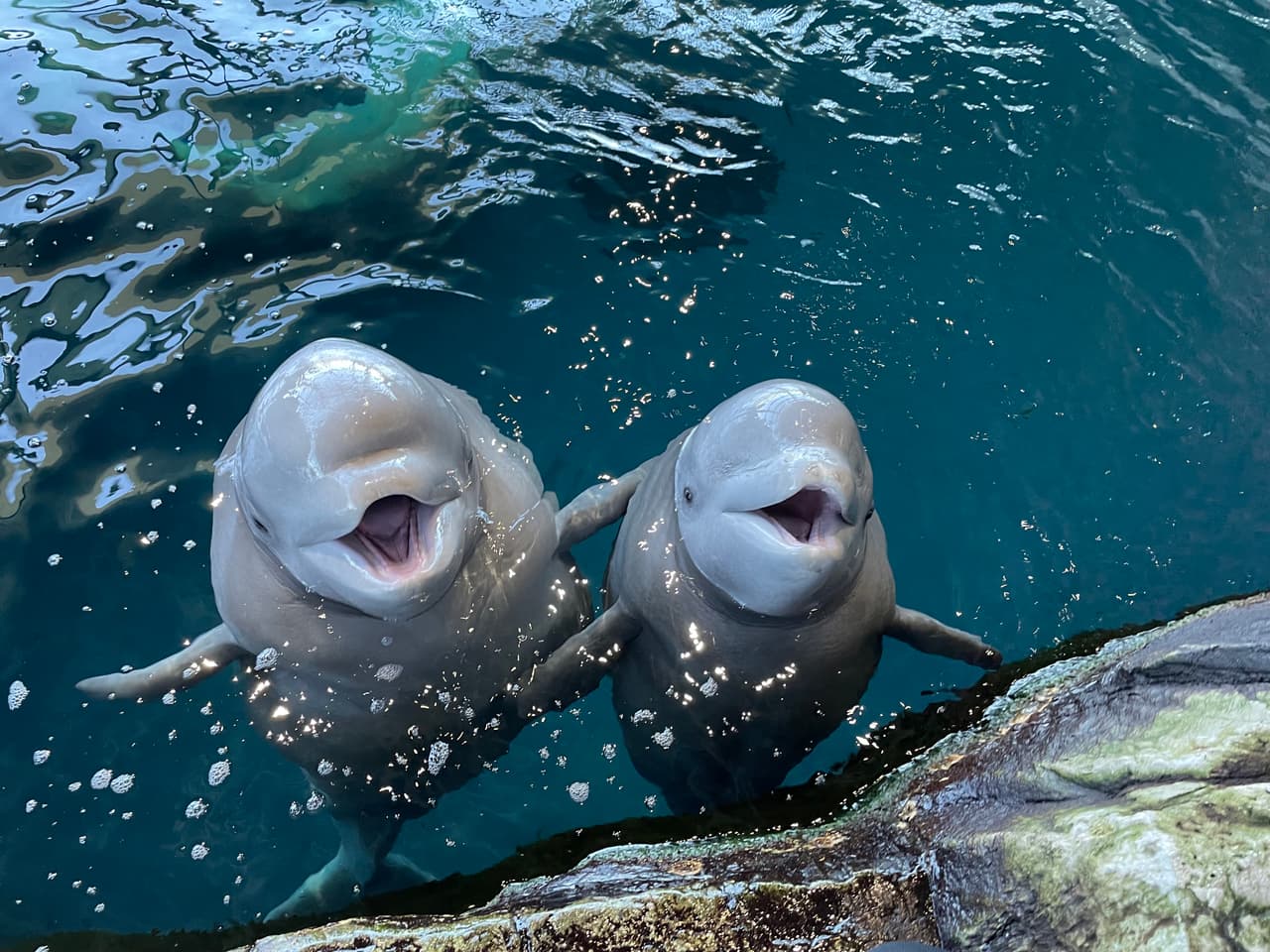 Annik y Atlas, forman parte de las belugas; ellas pueden soportar invernales temperaturas árticas debido una gruesa capa de piel que las ayuda a protegerse del frío.