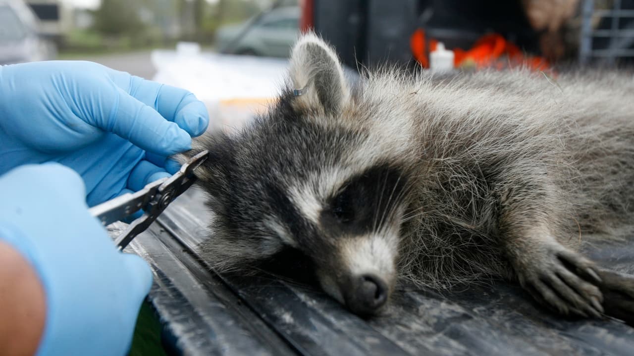 Confirman rabia en un mapache en Maryland.
