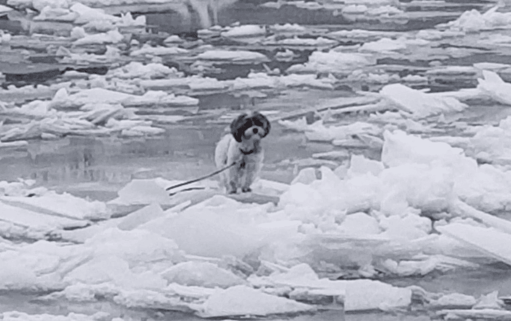 El jueves, cuando las bajas temperaturas provocaron nevadas en la zona, el travieso perro
<b>corrió para perseguir unos gansos</b>, quedando atrapado en medio de la nieve y el hielo.