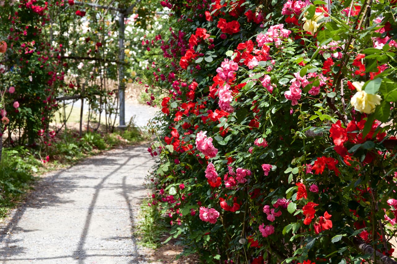 Hay quienes se quejan porque “las rosas tienen espinas”, pero otros dirán “qué hermoso, las espinas tienen rosas”. Es esa actitud ante la vida la que marca la diferencia entre el optimismo y el pesimismo, y en este mes de octubre entrarás en una onda entusiasta que te ayudará a superar felizmente cualquier situación que surja.