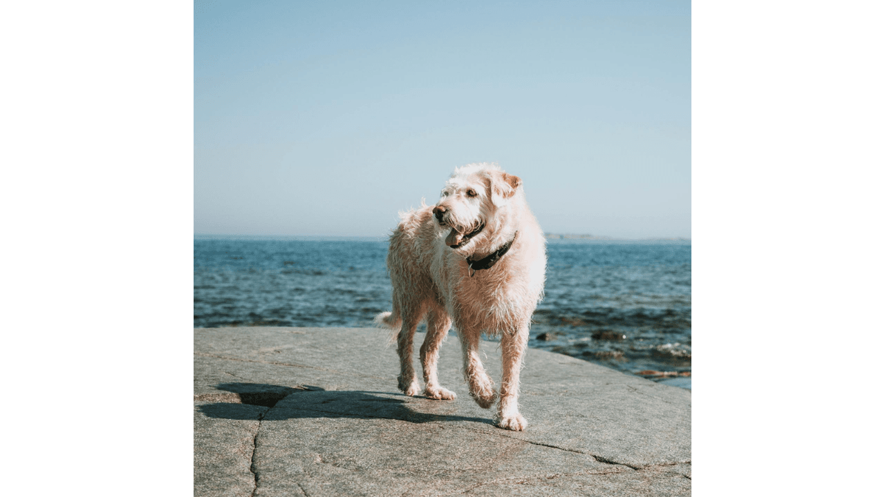Mikael Lindnord y Arthur de la vida real.