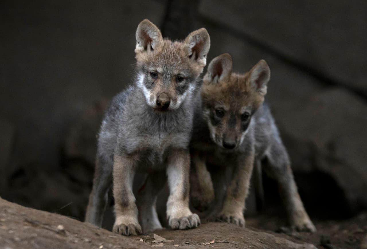 Lobos grises mexicanos.