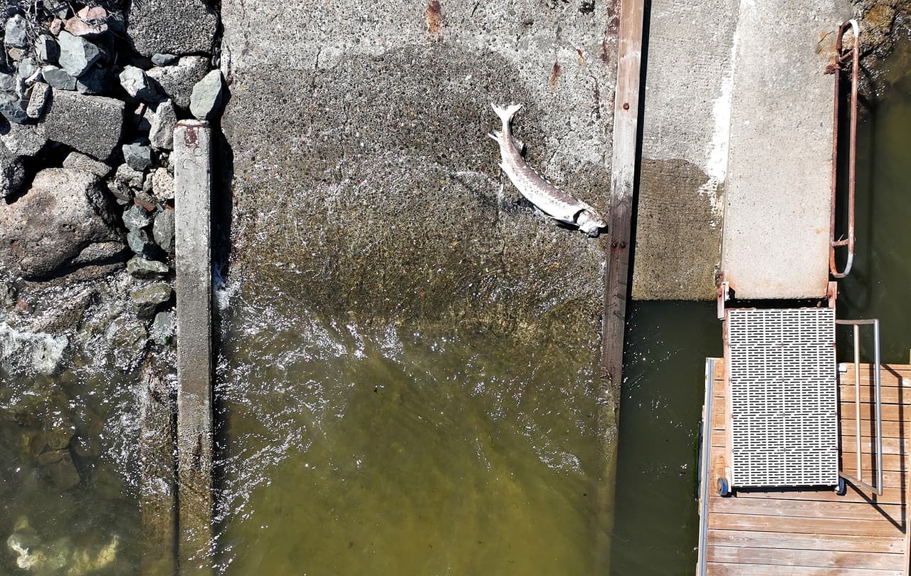 James Hobbs, Gerente del Programa Ambiental de la Región del Delta de la Bahía del Departamento de Pesca y Caza de California, dijo que se han muerto docenas de esturiones, al menos siete esturiones blancos en la Bahía de San Pablo, y al menos cientos de lubinas rayadas solo entre el San Mateo y los puentes de Dunbarton.