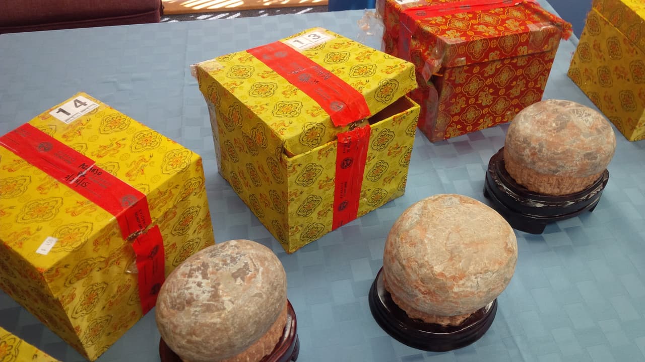 Los huevos de dinosaurios eran vendidos ilegalmente por 450 dólares cada uno, mientras que el fósil de un Psittacosaurus tenía un precio de 15,000 dólares.