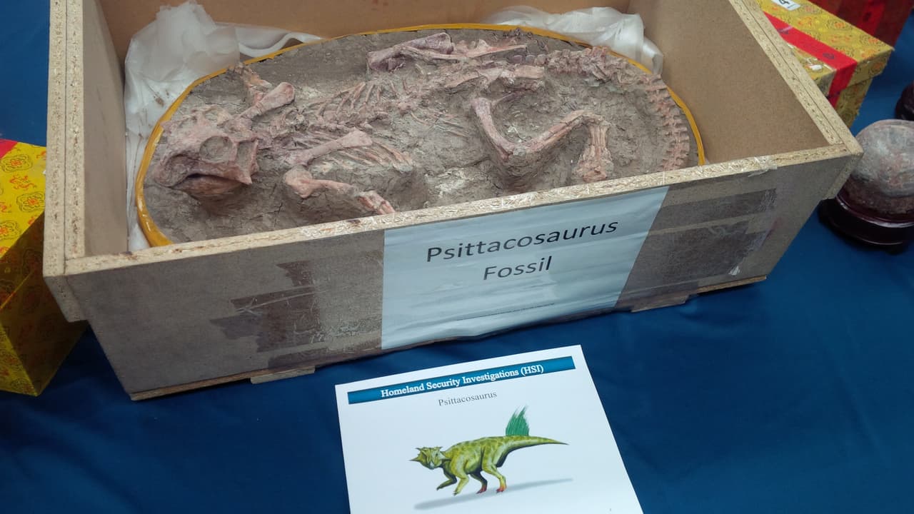 Los huevos de dinosaurios eran vendidos ilegalmente por 450 dólares cada uno, mientras que el fósil de un Psittacosaurus tenía un precio de 15,000 dólares.