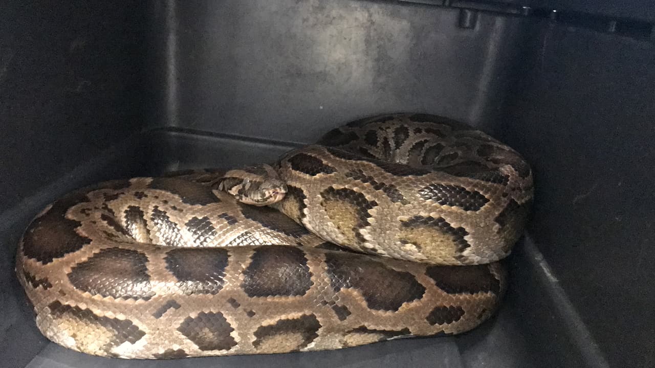 Dos pitones, una birmania y una bola.