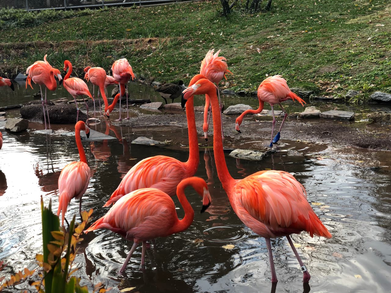 Esperanza de vida|La esperanza de vida de estas aves es muy alta. Los flamencos pueden vivir hasta
<b>más de 40 años</b>.
<br>