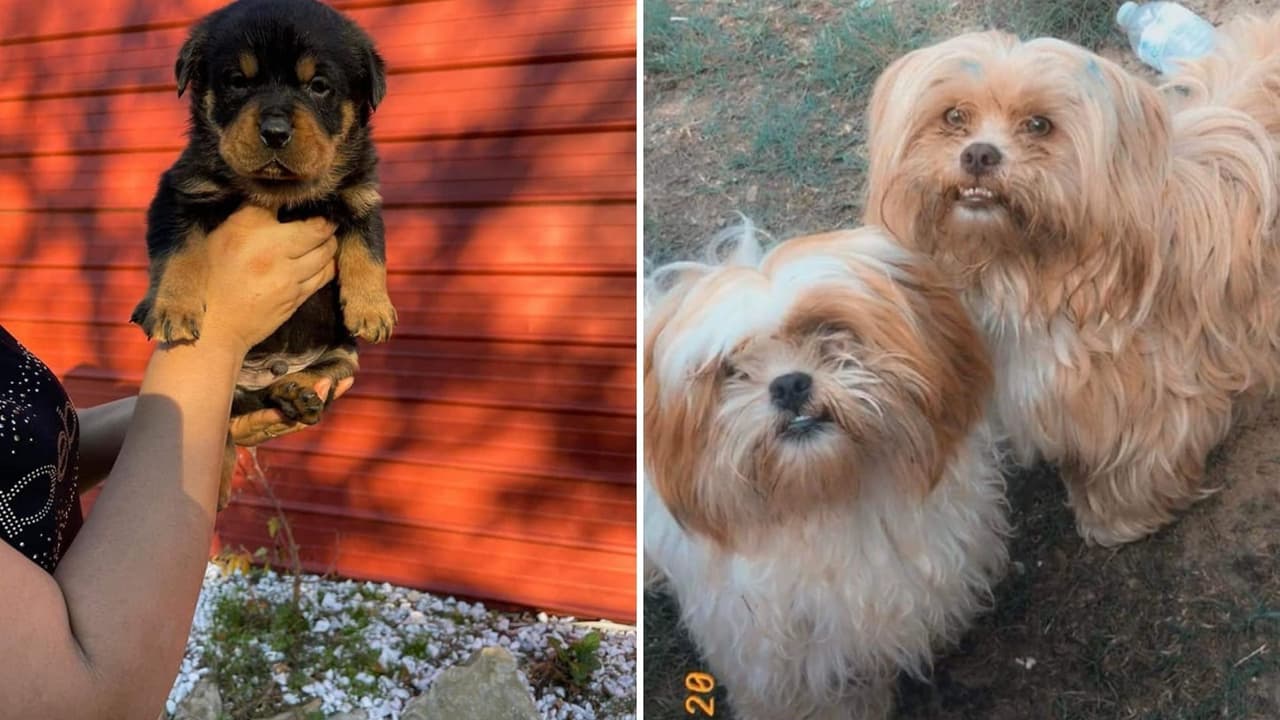 Una fecha especial para quienes son amantes de las mascotas y aprovecharon para celebrarlas.
<br>