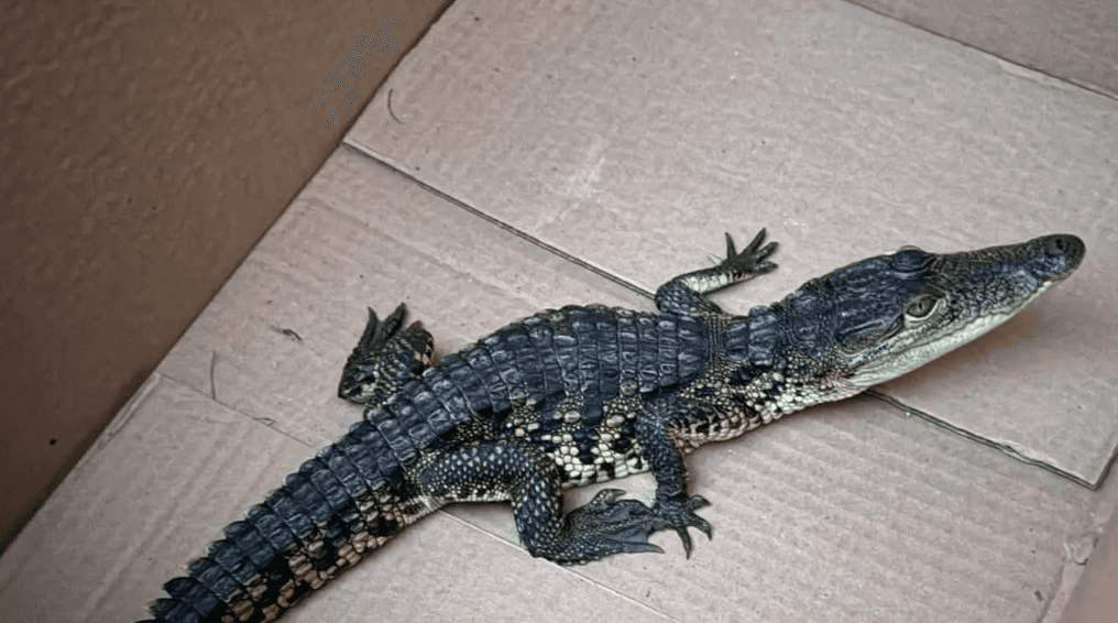 Cocodrilo abandonado en un sendero de Long Island desata investigación y recompensa de 1,000 dólares