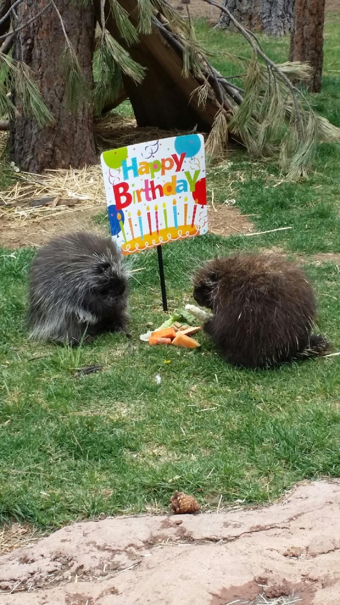 Sus adorables residentes disfrutaron de pastel y más.
