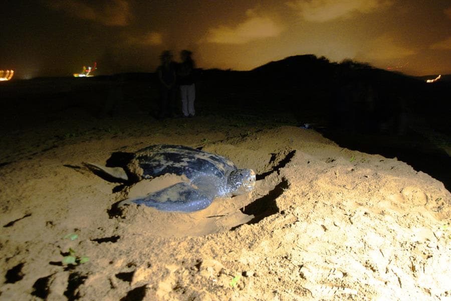 En esta imagen de mayo de 2007 se ve a una tortuga laúd desovando en la playa de Fajardo, en Puerto Rico.