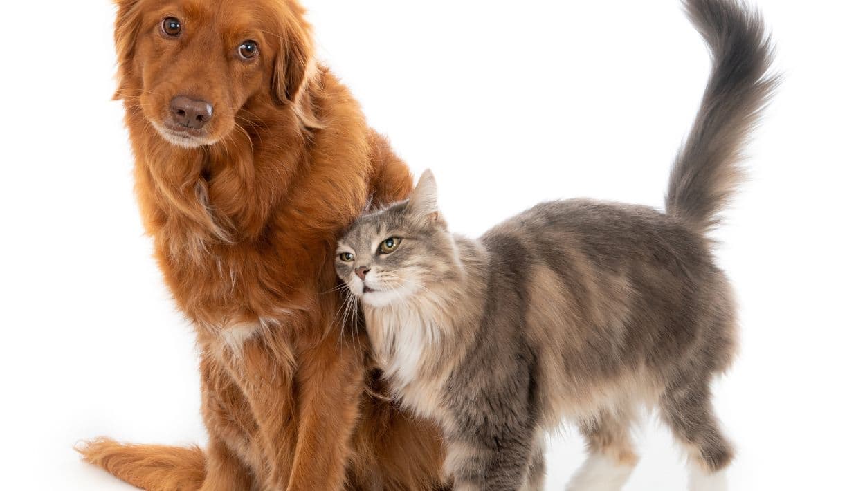 El duelo por una mascota puede ser profundo y tomar tiempo. Cada persona vive la pérdida de una manera diferente y no existe una forma única de atravesar ese dolor.
<br>