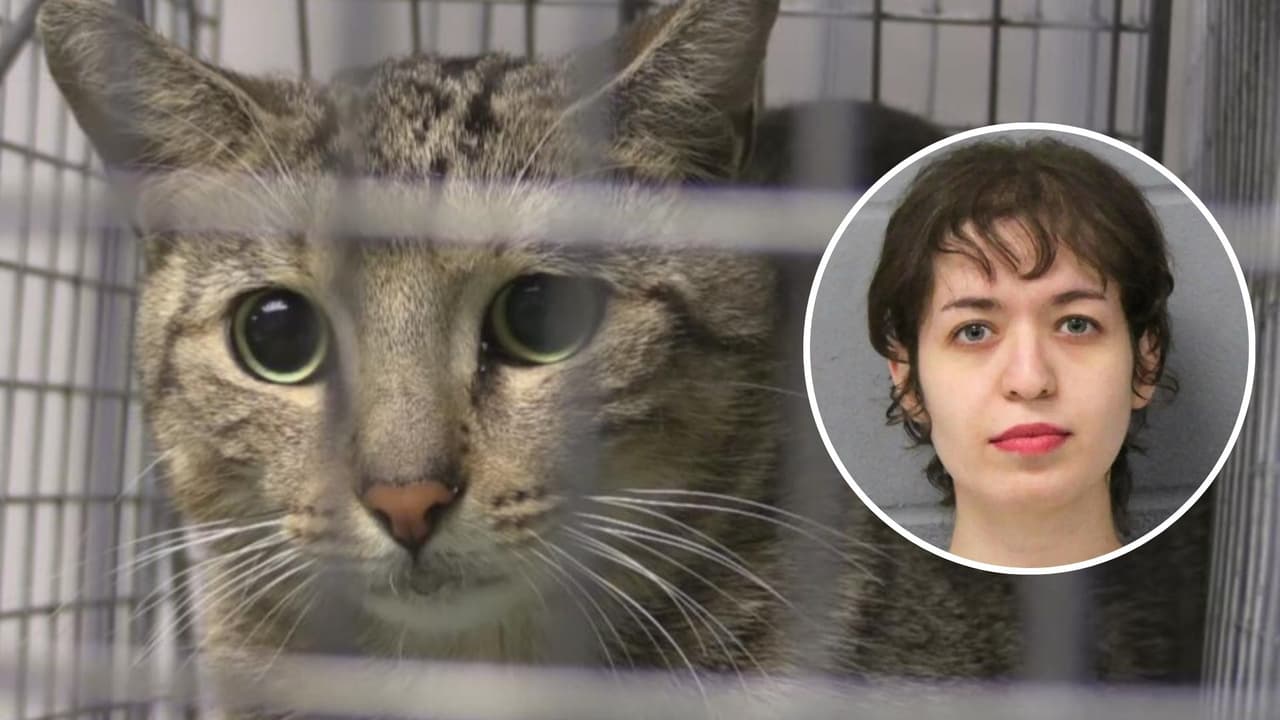 Joven es arrestada por abandonar a 15 gatos encerrados en un departamento del sur de Austin