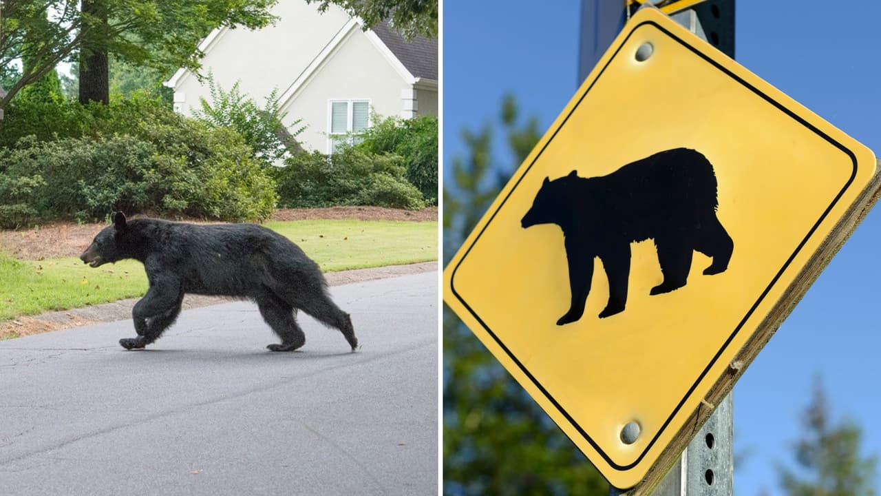 Vecinos de la Sierra Nevada tendrán una temporada complicada de osos; advierten riesgos
