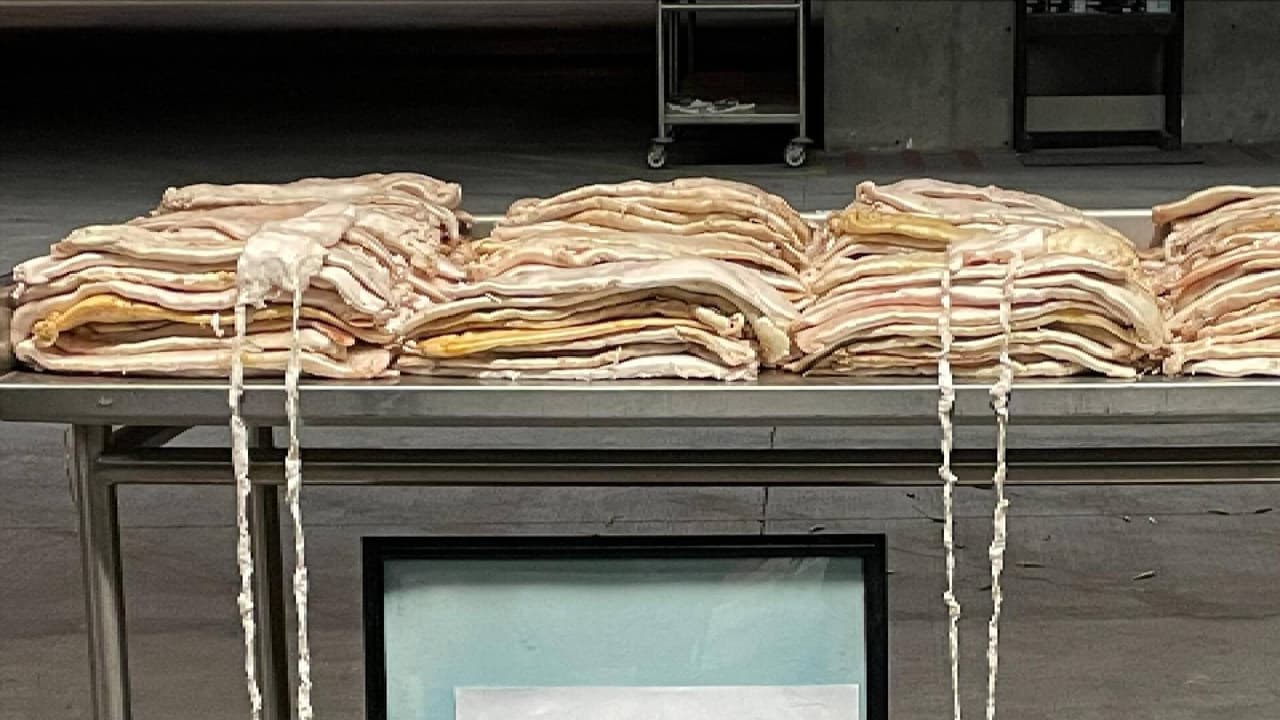 Incautan en el puerto de Nogales 242 libras de totoabas con valor de más de $2MDD