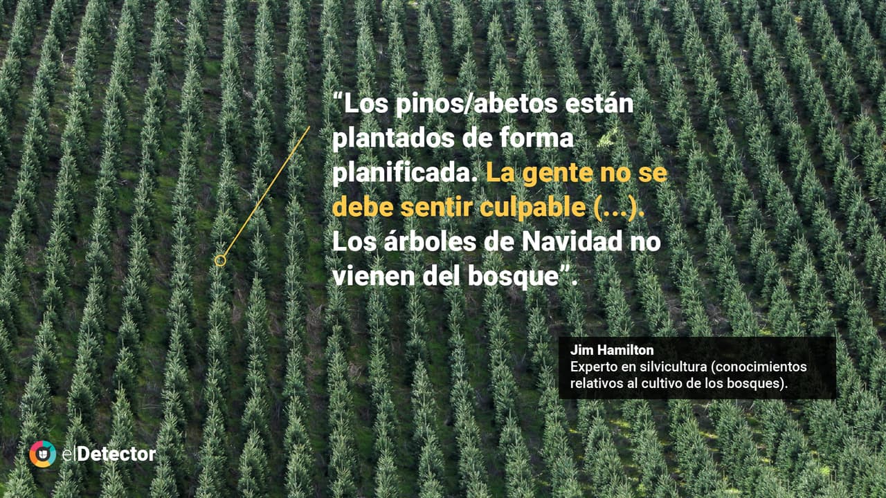 <a href="https://www.univision.com/noticias/bosques-deforestan-pinos-navidad-falso" target="_blank">Lee la verificación completa de <b>elDetector</b> aquí</a>.