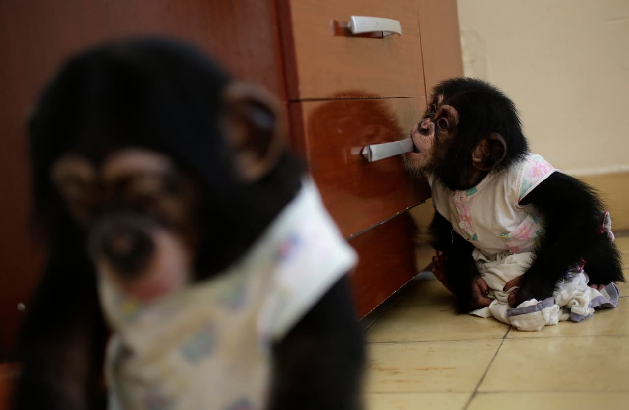 Ada and Anuma roam around the Havana apartment of Marta Llanes Torres, 62, where they have lived since birth last year.