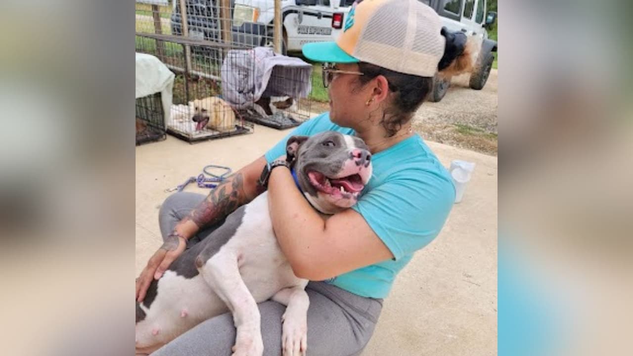 Además de los rescates, Austin Pets Alive! lanzó un llamado a la comunidad para encontrar
<b>familias temporales de acogida para perros y gatos evacuados</b>. La organización indicó que estos espacios son necesarios para poder continuar recibiendo animales afectados por las inundaciones.
