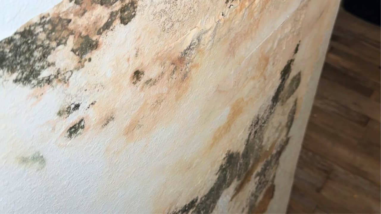 <h3 class="cms-H3-H3">Meses de espera y promesas incumplidas </h3>
<br>Reina Torres, otra inquilina, relató que
<b>lleva más de seis meses viviendo con daños que no se han solucionado</b>. “Cuando íbamos a pagarle la renta a la señora, yo le decía que viniera a ver el departamento que no servía. Le pedí que lo arreglara, pero
<b>solo me decía que vería si podía hacerlo en ese momento</b>”, contó Torres.
<br>Orlando Ramos, también residente del mismo complejo, mencionó problemas adicionales, como
<b> el moho en su clóset y las filtraciones de agua en su baño</b>. “El piso está tan deteriorado que con solo moverte, puedes caer”, añadió.