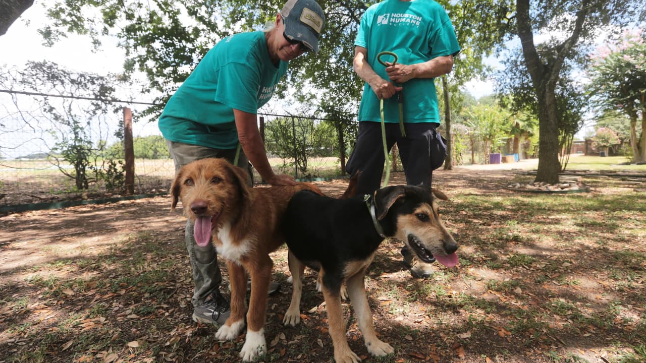 El gusano barrenador frena las adopciones de perros y gatos en Texas y pone a refugios bajo presión