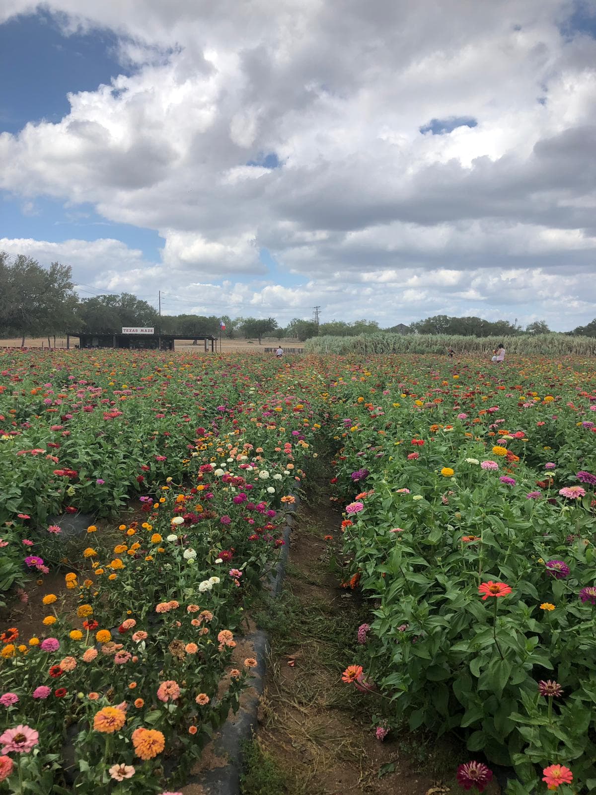 Si desea más información puede llamar al 830-798-1462. Según la finca, para llegar debes seguir hacia Marble Falls, continuar en la carretera 1855 y girar hacia el sur a CR 123. Podrás ver a Sweet Berry Farm en el lado izquierdo de la carretera.