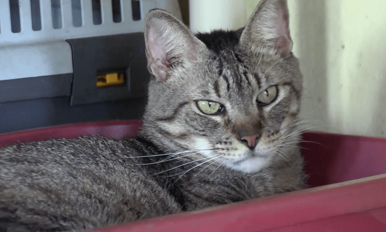 Según datos de HSUS, el 63.9% de los animales atendidos en las seis rondas del Spayathon nunca habían visitado un veterinario; el 70.72% de los perros y gatos de cinco meses o más nunca habían sido vacunados contra la rabia; y se logró prevenir el nacimiento de 316,680 animales (durante el primer año tras las cirugías).