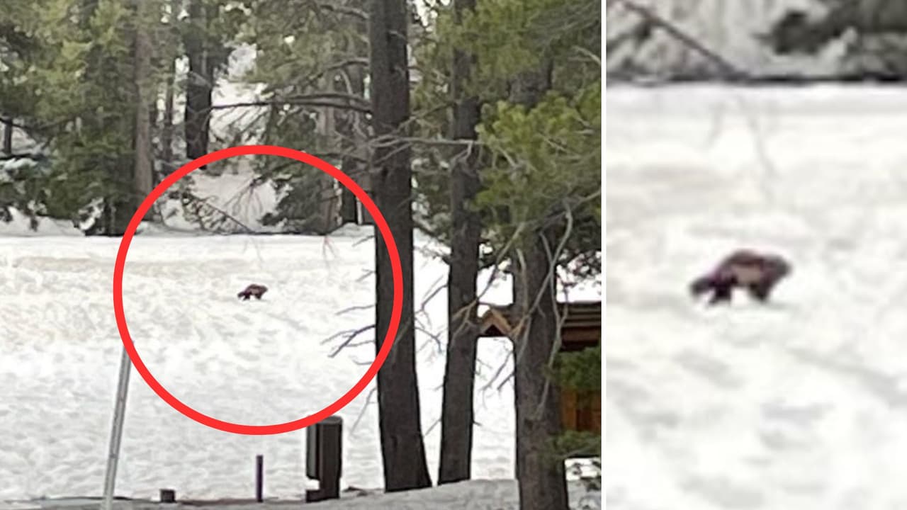 Una extraña criatura aparece en las montañas y parques de California: ¿De qué se trata?