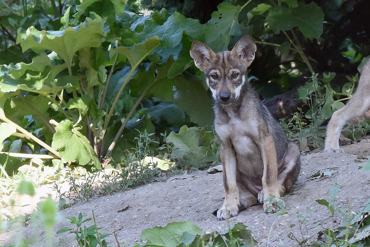 Por lo que se invita a la comunidad a votar por su nombre favorito en la página de Internet del Zoológico. Los nombres son en español para reflejar las raíces mexicanas de los lobos.