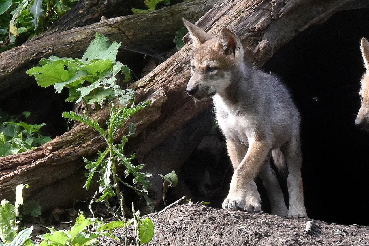 La comunidad podrá votar hasta el 5 de agosto y los resultados se darán a conocer el 6 de agosto.