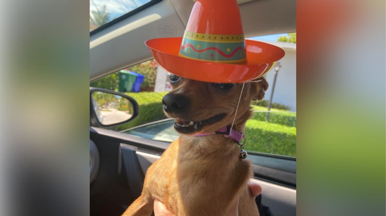 Sonia Sánchez compartió la foto de Papy, a quien como buen mexicano le puso su sombrerito para celebrar el 5 de mayo.