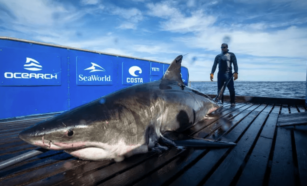 Helena es un tiburón blanco de 12 pies y 5 pulgadas, fue visto por última vez el miércoles, a las 9 de la noche cerca de Orlando.
<br>