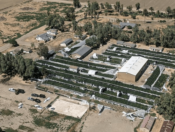 Vista desde arriba plantación de marihuana en Mendota