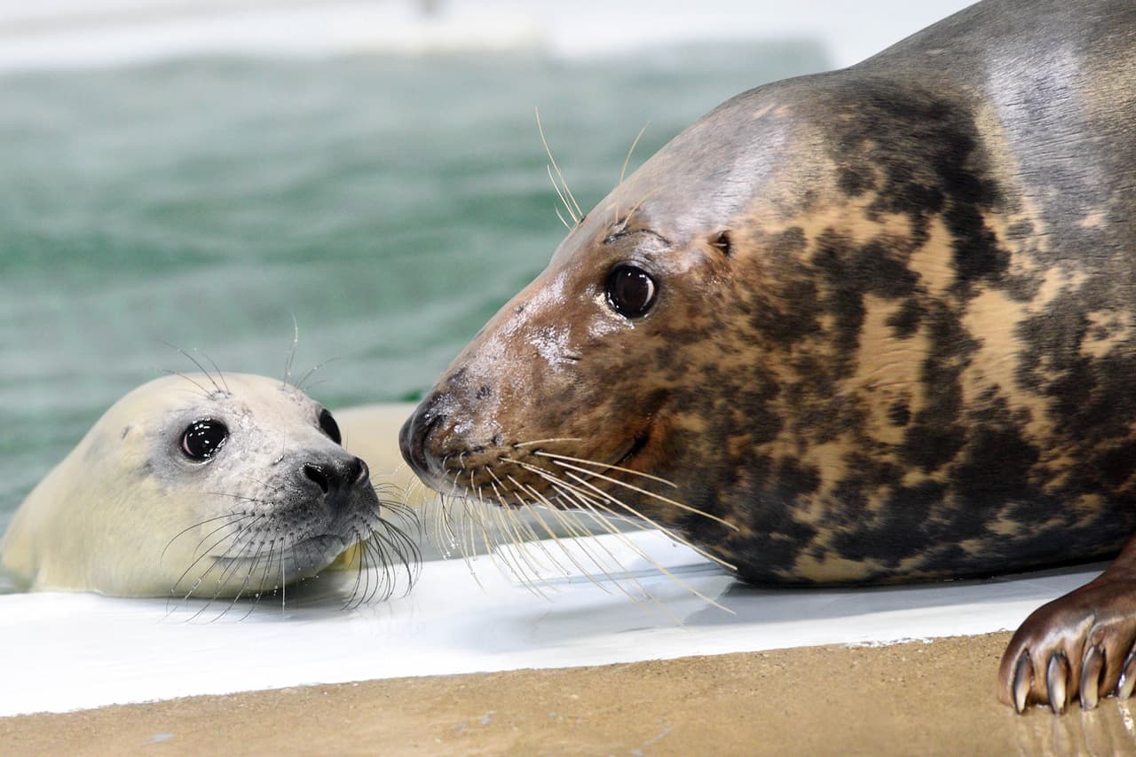 Este es el cuarto nacimiento exitoso de Lily, que cumplirá 16 años el 25 de enero y el cuarto nacimiento exitoso de Lily, que cumplirá 16 años el 25 de enero. El otro cachorro es el primer nacimiento exitoso de Tasha, de 16 años. Las dos mamás son hermanastras llegaron al zoológico de Brookfield en noviembre de 2007.