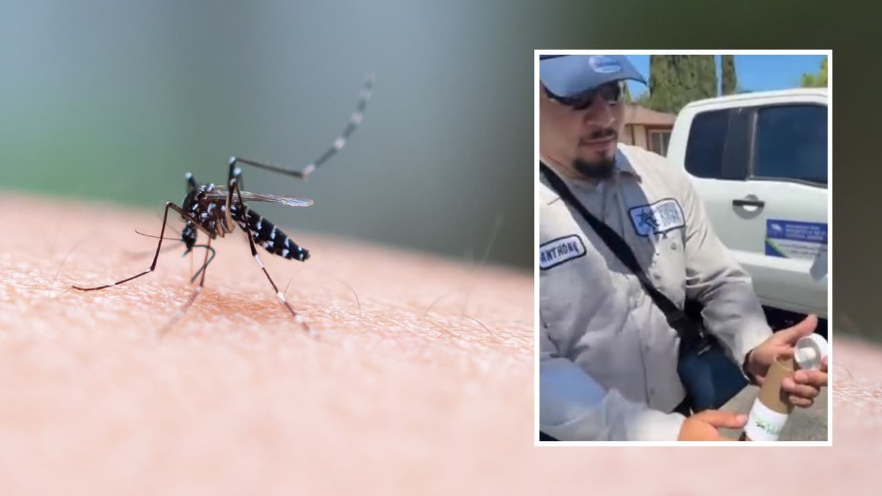 Liberan millones de mosquitos en este barrio de Sacramento: te contamos por qué