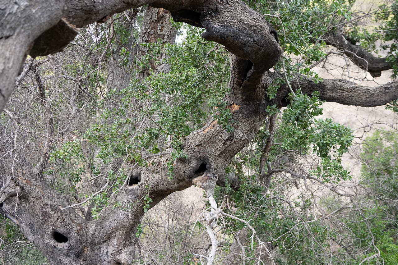 La madre bobcat hace parte de un estudio sobre la preservación de esta especie en California y condujo a los biólogos al lugar donde se encontraban los cachorros.