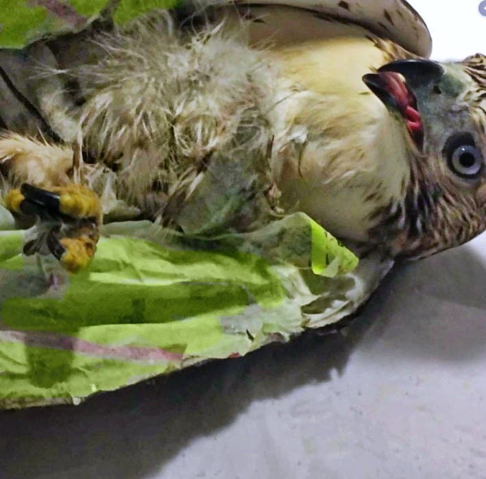 Lamentablemente el pájaro carpintero no sobrevivió.