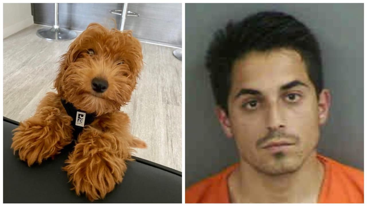 "Creen que sufrió mucho”: arrestan al dueño de un perrito de 5 meses que murió a golpes en Florida